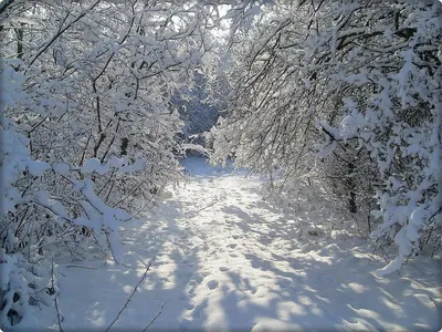 Фото Зима в лесу. в городе Доманевка картинки