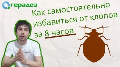 Как избавиться от клопов в квартире раз и навсегда: пошаговая инструкция с  советами картинки