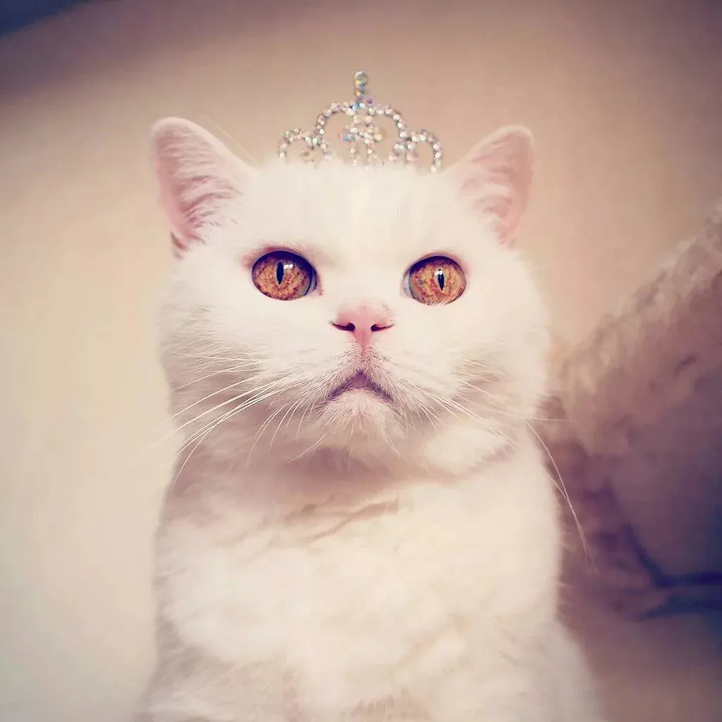 Котики милые картинки на аву