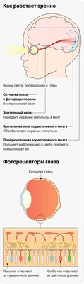 Правда ли, что мозг может путать цвета? картинки