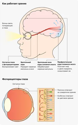 Которые люди видят по разному картинки