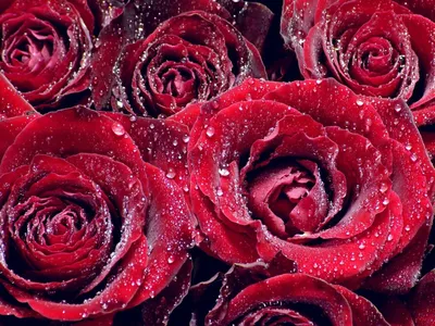 розы капли роса HD обои для ноутбука | Beautiful roses, Rose wallpaper,  Fall wedding flowers картинки