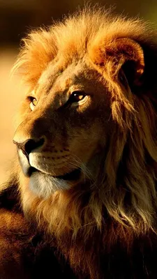 Львов Живые Обои для Андроид - скачать APK | Wild animal wallpaper, Lion  pictures, Lion images картинки