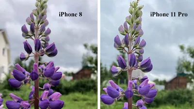 Сравнил фотографии с iPhone 8 и iPhone 11 Pro. Даже как-то неловко  получилось картинки