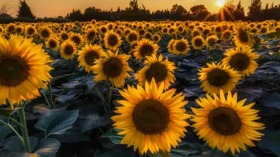 Обои Prettiest Sunflower Fields для телефона и на рабочий стол 1600x900 картинки