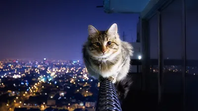 Обои Cat Not Afraid Of Height для телефона и на рабочий стол 1600x900 картинки