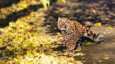 Обои с животными на рабочий стол, картинки животных, фото домашние  животные, обои hd картинки