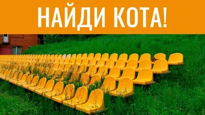 НАЙДИ КОТА! 🐈 Попробуй найди кота на фотке | БУДЬ В КУРСЕ TV - YouTube картинки