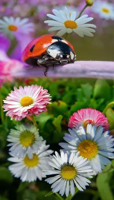 Pin by ♡🍃CanKız🍃♡ on Uğur Böc€ğim | Animals, Nature pictures, Ladybug картинки