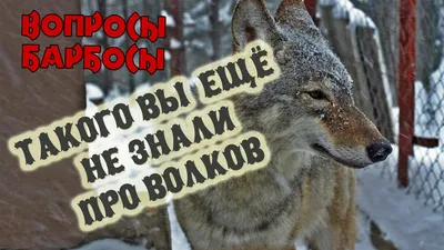 Такого вы еще не знали про волков или как волк мешает снимать передачу  \ картинки