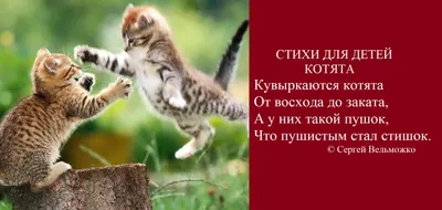 Котята Стихи для детей (Сергей Вельможко) / Стихи.ру картинки