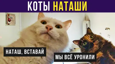 Приколы с котами. КОТЫ НАТАШИ))) | Мемозг #361 - YouTube картинки