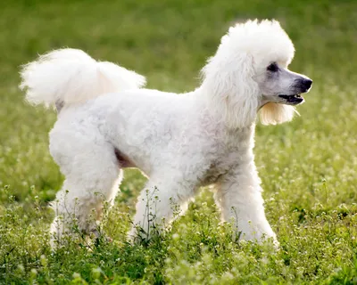 Пудель (Poodle) - элегантная, гордая, умная порода собак. Фото пуделя,  описание породы, цены, отзывы владельцев картинки