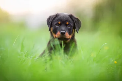 #greens #grass #face #nature #background #glade #portrait #dog #cute #puppy  #Rottweiler #1080P #wallpaper #hdwallpaper #desktop | Rottweiler, Dogs, Dog  wallpaper картинки