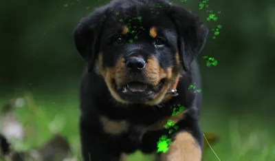 Живые обои Puppy Rottweiler - Wallpaper Engine картинки