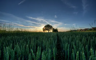 Wheat HD Wallpaper картинки