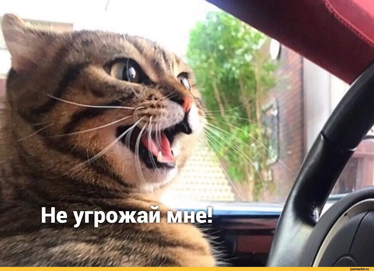 Кот за рулем мем
