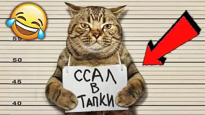 СМЕШНЫЕ ЖИВОТНЫЕ 2020 / ПРИКОЛЫ КОТЫ СОБАКИ, ЛУЧШИЕ ПРИКОЛЫ с Кошками и  Собаками Funny Cats - YouTube картинки