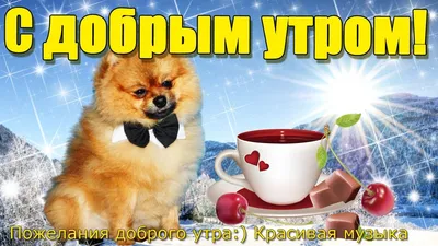 С Добрым Утром и Хорошим днём! / Музыкальная открытка с котами / Картинки  котиков с пожеланиями - YouTube картинки