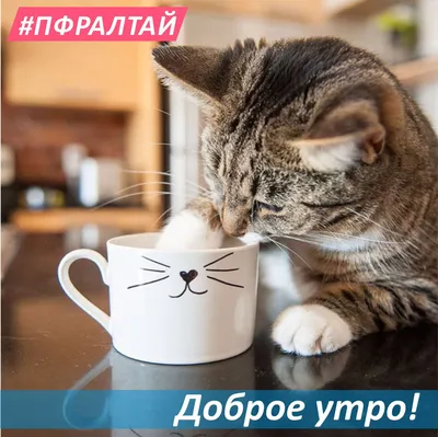 Кота с добрым утром прикольные - картинки и фото koshka.top картинки