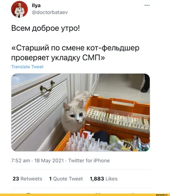 fh llya J @doctorbataev Всем доброе утро! «Старший по смене кот-фельдшер  проверяет укладку СМИ» / фельдшер :: котэ (прикольные картинки с кошками) /  смешные картинки и другие приколы: комиксы, гиф анимация, видео, картинки