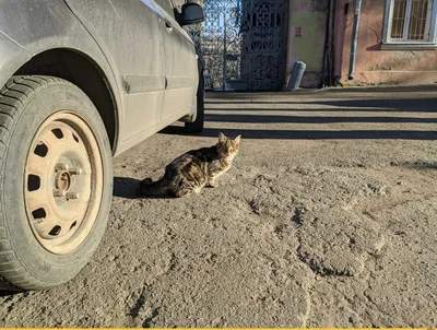 Утро доброе / одесские котики :: котэ (прикольные картинки с кошками) /  смешные картинки и другие приколы: комиксы, гиф анимация, видео, лучший  интеллектуальный юмор. картинки