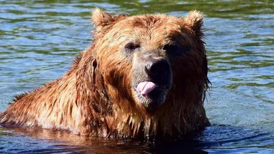 Житель Сахалина выжил в схватке с медведем - РИА Новости, 02.06.2021 картинки