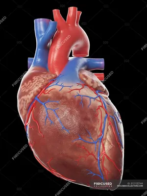 Реалистичная модель сердца человека на черном фоне, компьютерная  иллюстрация . — Кардиология, Вены - Stock Photo | #312132744 картинки