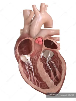 Анатомия сердца человека с клапанами, иллюстрация поперечного сечения . —  трехмерный, Медицина - Stock Photo | #293717848 картинки