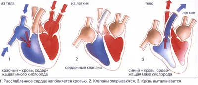 Анатомия сердца человека. Просто и доступно картинки