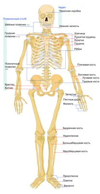 Скелет человека — Википедия картинки