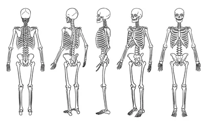 Как нарисовать скелета (25 фото) скачать картинки