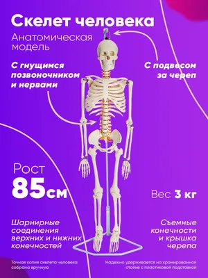 Скелет человека, анатомическая модель для детей, строение тела, точная  копия, 85 см с гнущимся позвоночником — купить в интернет-магазине OZON с  быстрой доставкой картинки