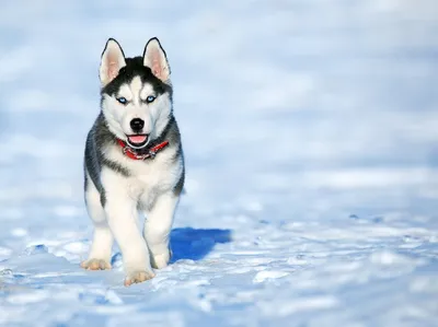 Сибирский хаски: описание 🐕 породы, характер, фото картинки