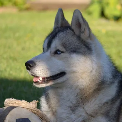 Сибирский хаски фото собак родом из Сибири, описание siberian husky картинки