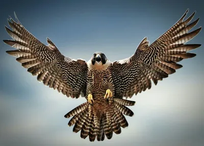 Pin by 양준영 on 동물 | Peregrine falcon, Pet birds, Animal wallpaper картинки