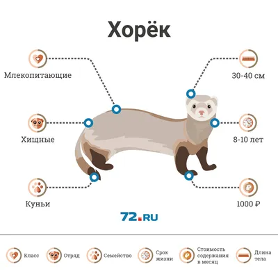 Как содержать хорьков — история тюменцев, у которых живет хорек - 1 июня  2018 - 72.ru картинки