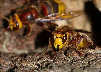 Шершень (Vespa crabro) картинки