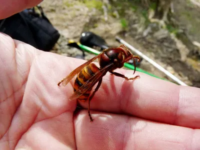 Шершень (Vespa crabro) картинки