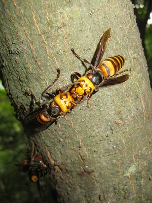 Шершень (Vespa crabro) картинки