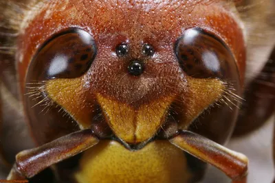 Шершень (Vespa crabro) картинки