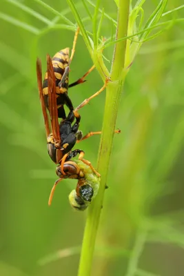 Шершень (Vespa crabro) картинки