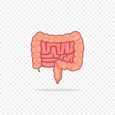 кишечник векторная иллюстрация штока изолированные PNG , кишечник, Человек,  органы PNG картинки и пнг рисунок для бесплатной загрузки картинки