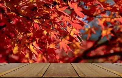 Обои осень, листья, фон, дерево, доски, colorful, красные, red, клен, wood,  background, autumn, leaves, осенние, table, maple картинки на рабочий стол,  раздел текстуры - скачать картинки