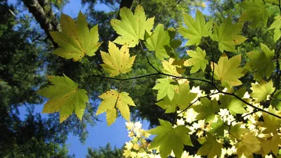 Фон рабочего стола где видно клен, листья, ветка, природа, кроны, maple,  leaves, branch, nature, crowns картинки