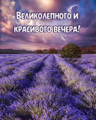 Картинка - Великолепного и красивого вечера!. картинки