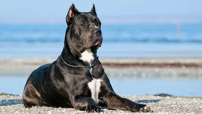 Кане корсо (29 фото) | Dog breeds, Cane corso dog, Corso dog картинки