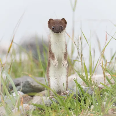 Картинка: ласка, Norway, weasel, луг картинки