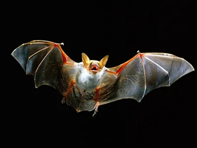 Pin by Emily Brooks on ~All Creatures Great and Small~ | Animals, Bat  flying, Bat species картинки