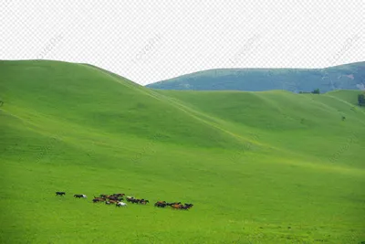 Зеленый луг фон луг большой цветок изображение_Фото номер 400903400_PNG  Формат изображения_ru.lovepik.com картинки